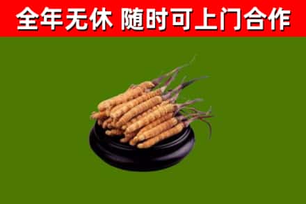 泽库回收散虫草