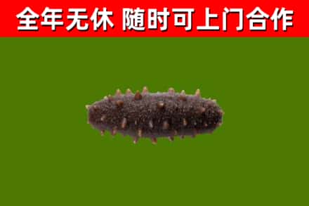 泽库回收海参干